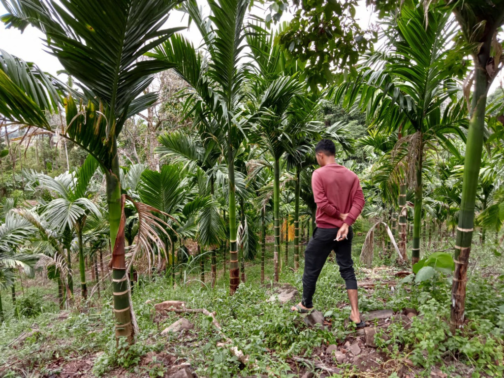 Perkebunan Pinang