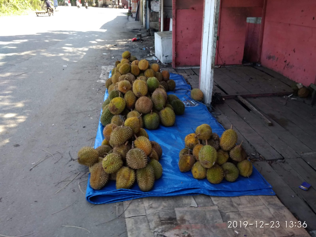 Buah Durian hasil perkebunan masarakat